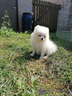 Photo №1. pomeranian - for sale in the city of Minsk | 151$ | Announcement № 57884