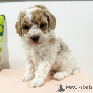 Photo №1. poodle (toy) - for sale in the city of Friendship | negotiated | Announcement № 166025