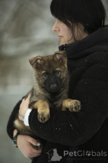 Photo №4. I will sell german shepherd in the city of White church. breeder - price - 1548$
