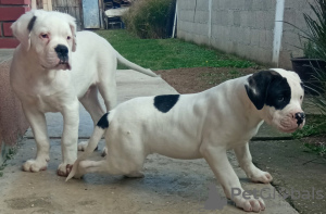 Additional photos: American bulldog