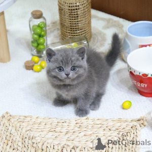 Photo №1. british shorthair - for sale in the city of Borovlyany | 235$ | Announcement № 152785