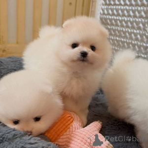 Photo №1. pomeranian - for sale in the city of Barcelona | 310$ | Announcement № 174951