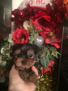 Photo №1. yorkshire terrier - for sale in the city of Ikla | 432$ | Announcement № 1066