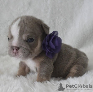 Photo №2 to announcement № 105237 for the sale of  - buy in United States private announcement, breeder