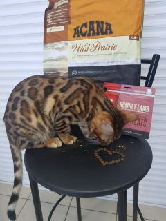 Photo №2 to announcement № 3487 for the sale of bengal cat - buy in Russian Federation from nursery, breeder
