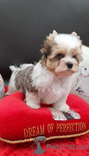 Photo №2 to announcement № 64319 for the sale of yorkshire terrier - buy in United States private announcement, breeder