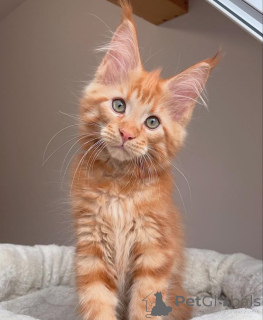 Photo №4. I will sell maine coon in the city of Louisville. breeder - price - 1200$