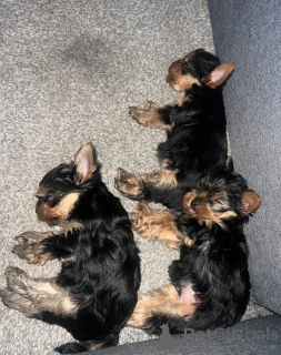 Photo №2 to announcement № 148409 for the sale of yorkshire terrier - buy in United States private announcement
