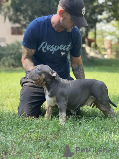 Additional photos: American bully with pocket on sale