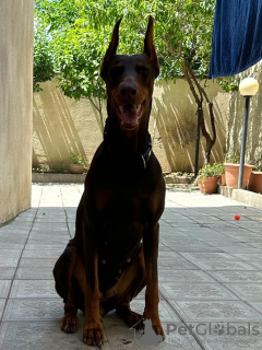 Additional photos: Purebred Doberman puppies for sale 2 months old.