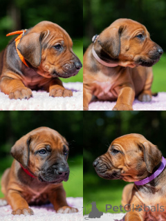 Photo №3. Rhodesian ridgeback. Latvia