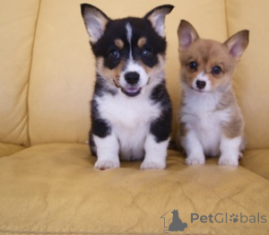 Photo №1. welsh corgi - for sale in the city of Nördlingen | negotiated | Announcement № 168843