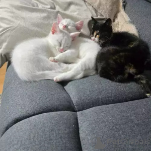 Photo №1. turkish van - for sale in the city of Mindelheim | 392$ | Announcement № 167275