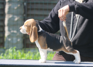 Photo №1. beagle - for sale in the city of Minsk | 599$ | Announcement № 2913
