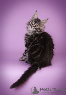 Photo №2 to announcement № 133692 for the sale of maine coon - buy in Latvia breeder