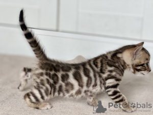 Additional photos: Bengal kittens from titled parents