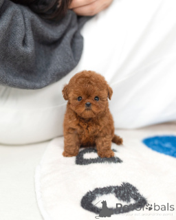 Photo №1. poodle (toy) - for sale in the city of Cologne | negotiated | Announcement № 163709