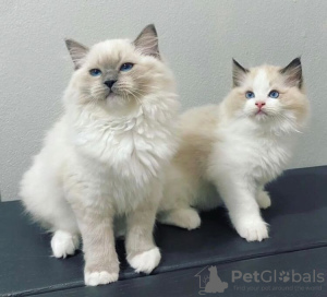 Photo №1. ragdoll - for sale in the city of Bronxville | Is free | Announcement № 83560