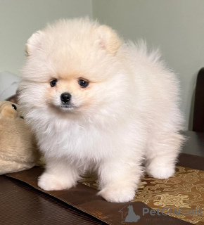 Photo №1. pomeranian - for sale in the city of Nantes | negotiated | Announcement № 173308