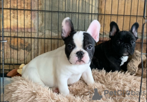 Photo №3. Beautiful French bulldog for sale. Poland