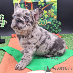 Photo №4. I will sell french bulldog in the city of Munich. private announcement - price - negotiated