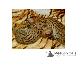 Photo №1. savannah cat - for sale in the city of Warsaw | 5$ | Announcement № 58177