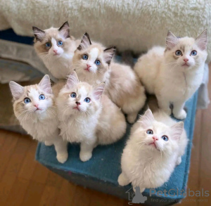 Photo №1. ragdoll - for sale in the city of Sneek | 380$ | Announcement № 13833