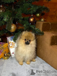 Photo №4. I will sell german spitz in the city of Riga. breeder - price - negotiated