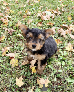 Photo №2 to announcement № 70424 for the sale of yorkshire terrier - buy in United States breeder