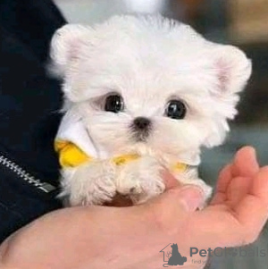 Photo №1. poodle (royal) - for sale in the city of Alabama Shores | 400$ | Announcement № 133953