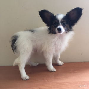 Photo №2 to announcement № 2490 for the sale of papillon dog - buy in Russian Federation private announcement, breeder