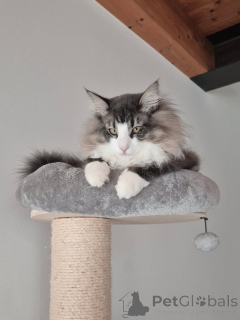 Photo №1. norwegian forest cat - for sale in the city of ALAVUS | 723$ | Announcement № 169106