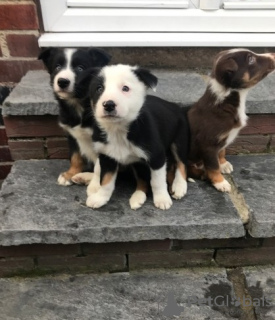 Photo №1. border collie - for sale in the city of Bremen | Is free | Announcement № 126348