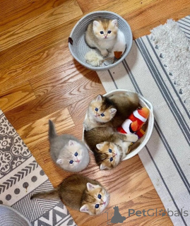 Photo №1. munchkin - for sale in the city of Leipzig | 361$ | Announcement № 166475