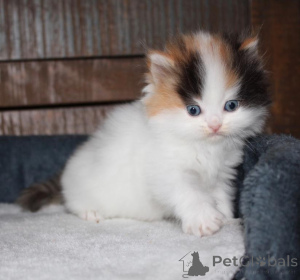 Photo №1. munchkin - for sale in the city of Delémont | 329$ | Announcement № 151638