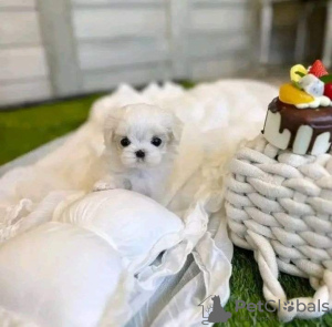 Photo №4. I will sell maltese dog in the city of Monterey. private announcement, breeder - price - 350$