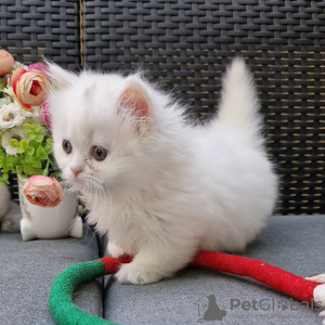 Photo №2 to announcement № 120929 for the sale of munchkin - buy in Serbia 