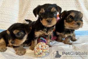 Photo №1. yorkshire terrier - for sale in the city of New York | 300$ | Announcement № 112307