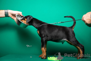 Photo №4. I will sell dobermann in the city of Ниш. breeder - price - Is free