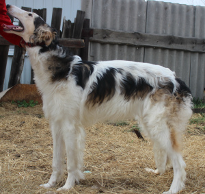 Photo №4. I will sell borzoi in the city of Tyumen. from nursery - price - 325$