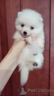 Photo №3. Japanese spitz puppies. Ukraine