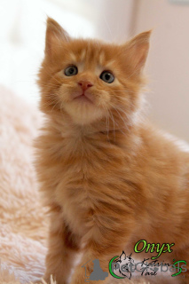 Photo №4. I will sell maine coon in the city of St. Petersburg. private announcement, from nursery, breeder - price - 621$