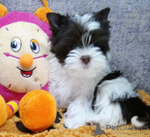 Photo №1. yorkshire terrier - for sale in the city of St. Petersburg | 851$ | Announcement № 9975