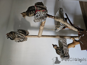 Photo №3. Bengal kittens WCF pedigree. Croatia