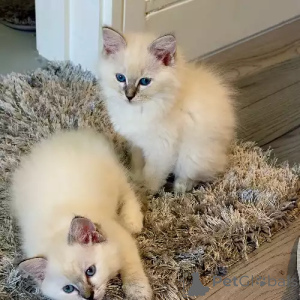 Photo №1. ragdoll - for sale in the city of Light | 392$ | Announcement № 167258
