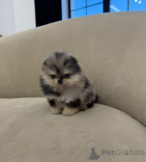 Photo №2 to announcement № 157600 for the sale of pomeranian - buy in Germany breeder