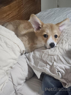 Photo №1. welsh corgi - for sale in the city of Batumi | negotiated | Announcement № 170568