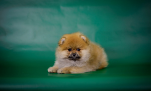 Photo №2 to announcement № 5310 for the sale of pomeranian - buy in Russian Federation breeder