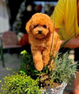 Additional photos: Toy and teddy bear poodles