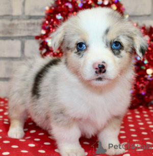 Photo №4. I will sell welsh corgi in the city of Milan. breeder - price - 619$